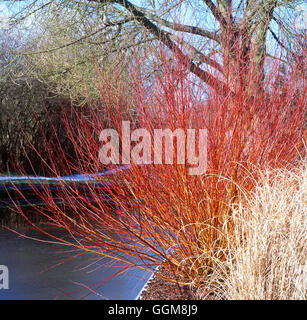 Salix alba - subsp vitellina `Britzensis' AGM   TRS107280 Stock Photo